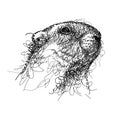 Vector scribble or scrawl black groundhog or marmot or woodchuck head isolated on white background. Forecast animal in scribble.