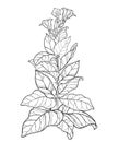 Vector outline toxic Tobacco plant or Nicotiana flower bunch, bud and leaf in black isolated on white background.