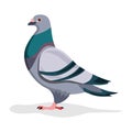 Pigeon icon, vector line illustration