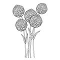 Vector bouquet with outline ball of craspedia or billy buttons or woollyheads dried flower in black isolated on white background. Royalty Free Stock Photo