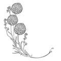 Vector corner bouquet with outline ball of craspedia or billy buttons dried flower in black isolated on white background.