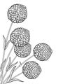Vector corner bouquet with outline ball of craspedia or billy buttons dried flower in black isolated on white background. Royalty Free Stock Photo