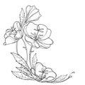 Vector corner bouquet of outline Oenothera or evening primrose flower bunch with bud and leaf in black isolated on white.