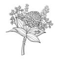 Vector boutonniere with outline ball of craspedia or billy buttons dried flower and leaf in black isolated on white background. Royalty Free Stock Photo