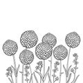 Vector bouquet with outline ball of craspedia or billy buttons or woollyheads dried flower in black isolated on white background. Royalty Free Stock Photo