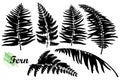 Vector set of silhouettes fossil forest Fern leaves in black isolated on white background. Fern foliage silhouette in contour.