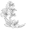 Vector corner bouquet of outline tropical Alstroemeria or Peruvian or Incas lily bunch and leaf in black isolated on white.
