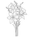 Vector bouquet with outline narcissus or daffodil flower and willow branch in black isolated on white background. Royalty Free Stock Photo