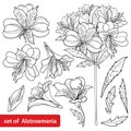 Vector set of outline tropical Alstroemeria or Peruvian lily or Incas lily bunch, bud and leaf in black isolated on white.