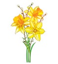 Vector bouquet with outline yellow narcissus or daffodil flower and willow branch isolated on white background.