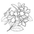 Vector branch of outline tropical Allamanda cathartica or trumpet flower bunch, bud and leaf in black isolated on white.