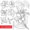 Vector set of outline tropical Allamanda cathartica or trumpet flower bunch, bud and leaf in black isolated on white background.