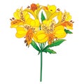 Vector bouquet of outline tropical Alstroemeria or Peruvian lily or Incas lily bunch and leaf in orange and yellow isolated.