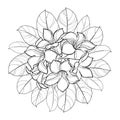 Vector round bouquet of outline tropical Allamanda cathartica or trumpet flower bunch, bud and leaf in black isolated on white.