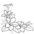 Vector corner bouquet of outline tropical Allamanda cathartica or trumpet flower bunch, bud and leaf in black isolated on white.