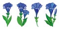 Vector set with outline blue Gentiana or trumpet Gentian flower, bud and green leaf isolated on white background.