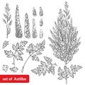 Vector set with outline Astilbe or Astilba or false spirea flower bunch and leaf in black isolated on white background. Royalty Free Stock Photo