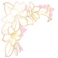 Vector corner bouquet of outline tropical Allamanda cathartica or trumpet flower bunch, bud and leaf in gold and pink isolated.