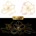 Vector set of outline tropical open Amaryllis or belladonna Lily flower and petal in golden and pink isolated on white and black.