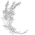 Vector corner bouquet of outline tropical Agave amica or Polianthes or Tuberose flower bunch with leaf in black isolated on white.
