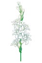 Vector stem of outline tropical Agave amica or Polianthes or Tuberose bunch with open flower and bud in pastel white isolated.