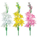 Vector set of outline tropical Agave amica or Polianthes or Tuberose bunch with flower and bud in pastel yellow and pink isolated.