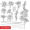 Vector set of outline tropical Agave amica or Polianthes or Tuberose bunch, open flower, bud and leaves in black isolated.