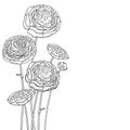 Vector corner bouquet with outline Ranunculus or Buttercup flower and ornate bud in black isolated on white background. Royalty Free Stock Photo