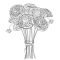 Vector bouquet with outline Ranunculus or Buttercup flower and ornate bud in black isolated on white background. Royalty Free Stock Photo