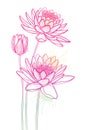 Vector bouquet of outline ornate Lotos or water lily flower and bud in pastel pink isolated on white background. Royalty Free Stock Photo