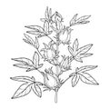 Vector stem of outline tropical Roselle or Hibiscus sabdariffa or carcade plant with fruits and leaf in black isolated. Royalty Free Stock Photo