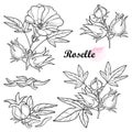 Vector set of outline tropical Roselle or Hibiscus sabdariffa or carcade plant with fruits, leaf and flower in black isolated. Royalty Free Stock Photo