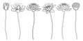Vector set of outline Lotos or water lily flower, bud and seed pod in black isolated on white background.