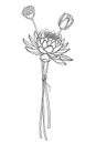 Vector bouquet of outline ornate Lotos or water lily flower, bud and seed pod in black isolated on white background.