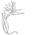 Vector corner bouquet of outline tropical Strelitzia reginae or bird of paradise flower and ornate leaf in black isolated.