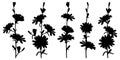 Vector set of Chicory or Cichorium flower silhouettes, bud and leaves in black isolated on white background.