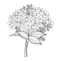 Vector bouquet with outline Forget me not or Myosotis flower bunch, bud and leaf in black isolated on white background.