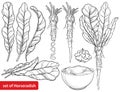 Vector set of outline Horseradish plant with leaf, root and chrain sauce in black isolated on white background.