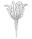 Vector bush of outline Horseradish plant with leaf and root in black isolated on white background. Spicy and culinary Horseradish.