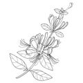 Vector branch of outline Lonicera or Japanese Honeysuckle with flower, bud and leaf in black isolated on white background.