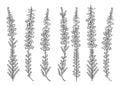 Vector set of outline Heather or Calluna flower bunch with bud and small leaves in black isolated on white background.