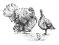 Vector hand-drawn sketch of turkey family in black isolated on white background. Gobbler silhouette, turkey female and chick. Royalty Free Stock Photo