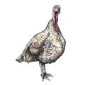 Vector hand-drawn graphic sketch of domestic turkey female in black and brown isolated on white background. Silhouette of turkey.