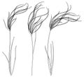 Vector set of outline Stipa or steppe Feather grass plant with narrow leaf in black isolated on white background.