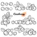 Vector set with outline lingonberry or cowberry bunch, ripe berry and leaves in black isolated on white background.
