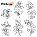 Vector set with outline lingonberry or cowberry branch with ripe berry and leaves in black isolated on white background.