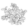 Vector bush of outline lingonberry or cowberry with ripe berry and leaves in black isolated on white background.