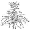 Vector bush of outline tropical Guzmania or tufted airplant with flower and leaf in black isolated on white background.