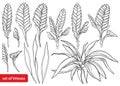 Vector set with outline tropical Vriesea flower bunch, bud and leaves in black isolated on white background. Royalty Free Stock Photo