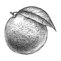 Vector hand drawn sketch of orange whole fruit with leaf in black isolated on white background. Sketch of tropical citrus.